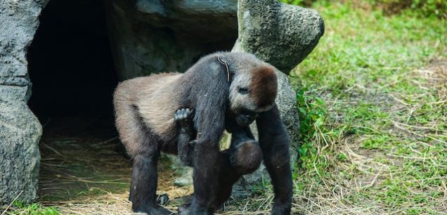 Rwanda